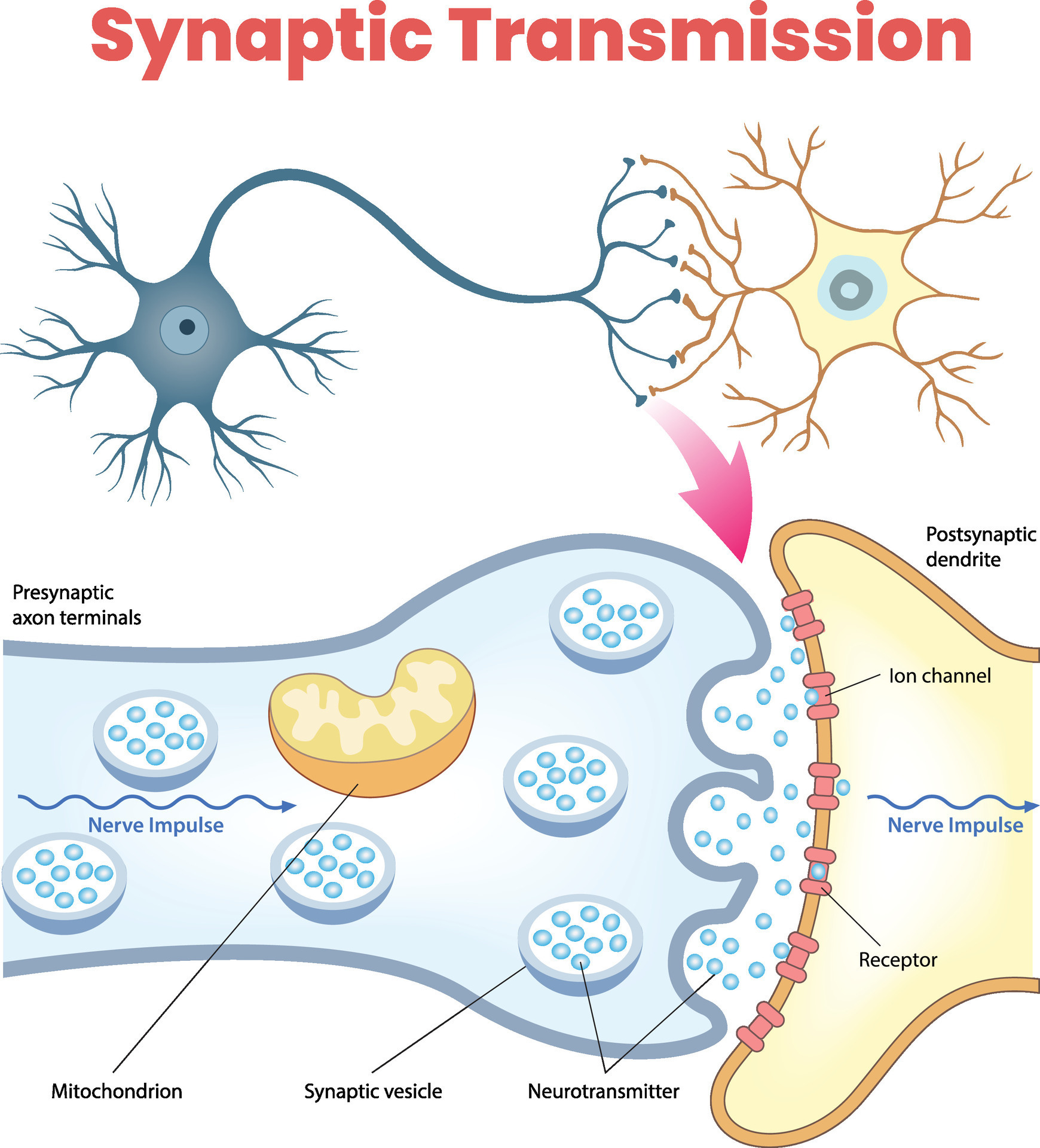 brain neurons synaptic plasticity illustration