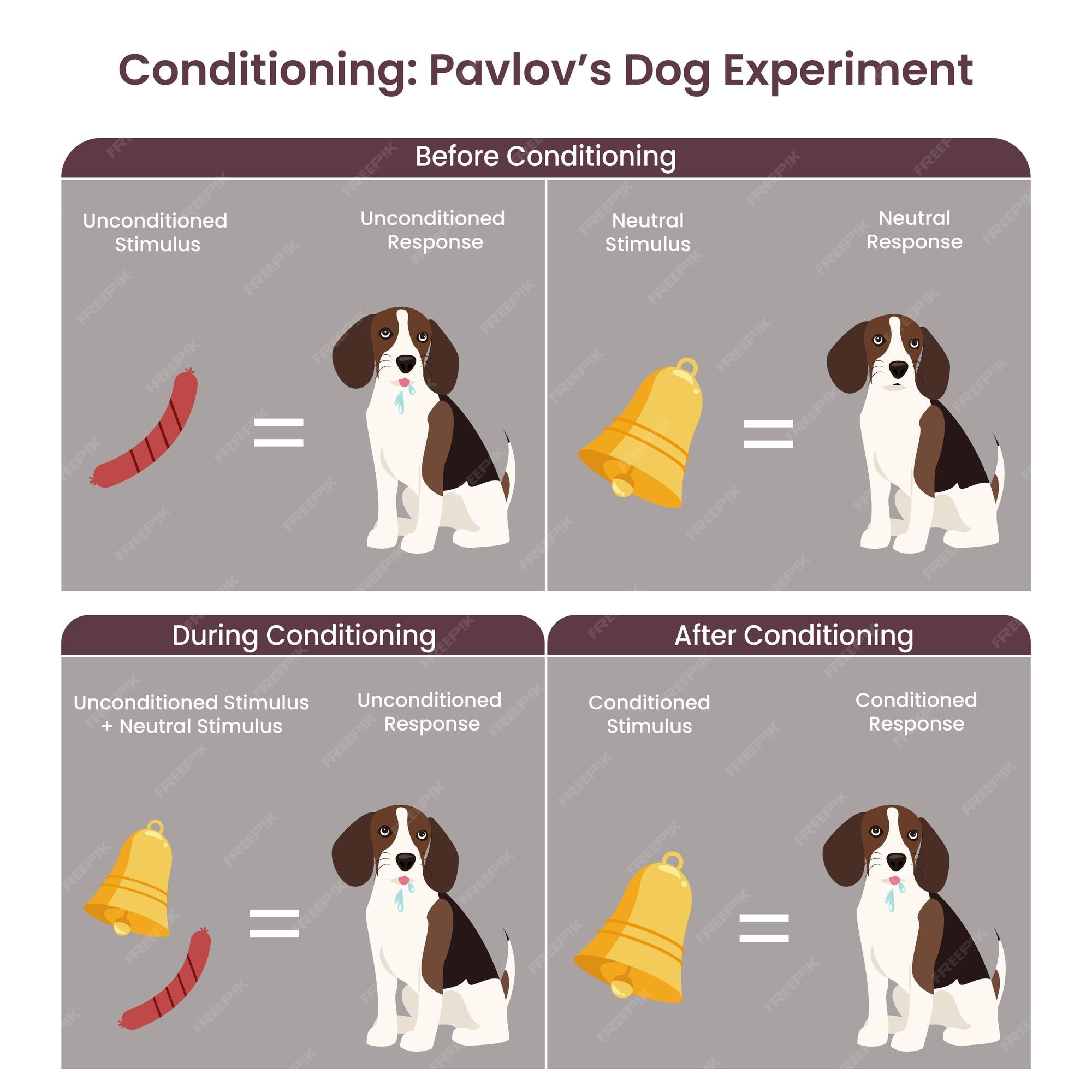 Pavlovian conditioning diagram