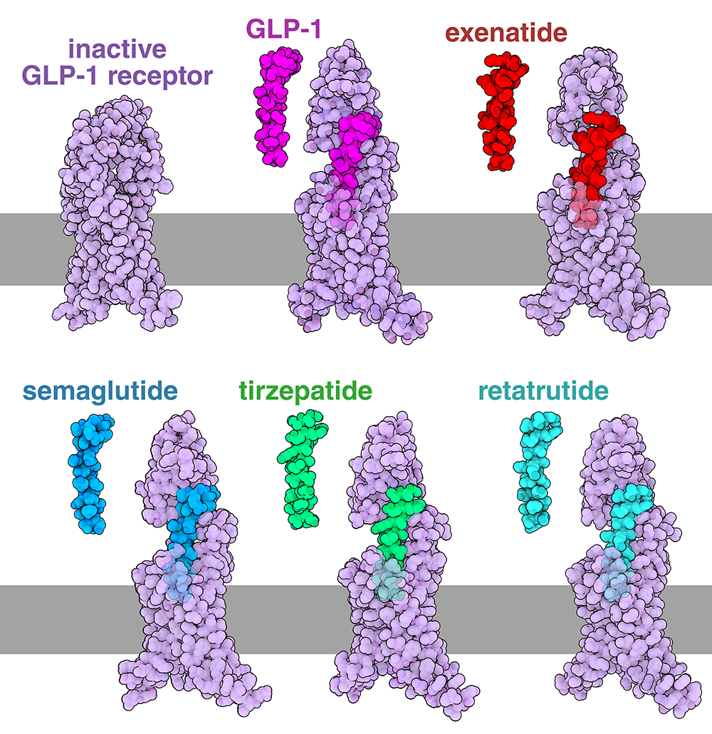 GLP-1 receptor molecule