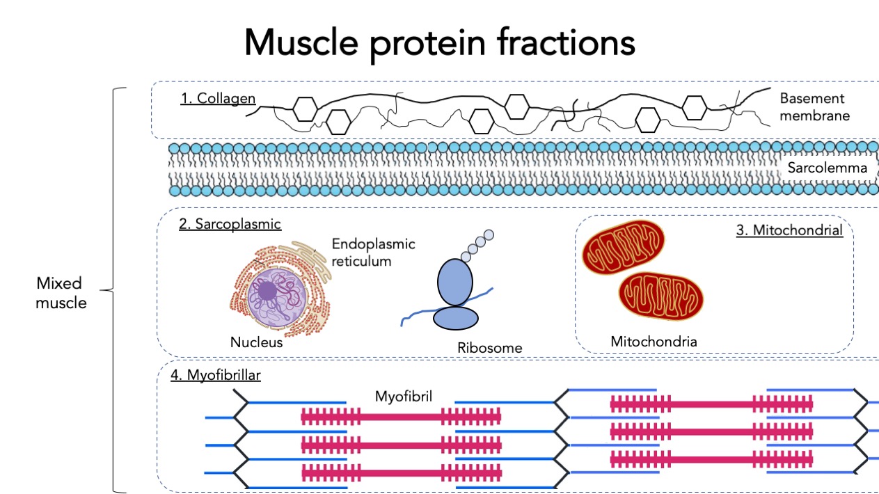 muscle protein synthesis diagram