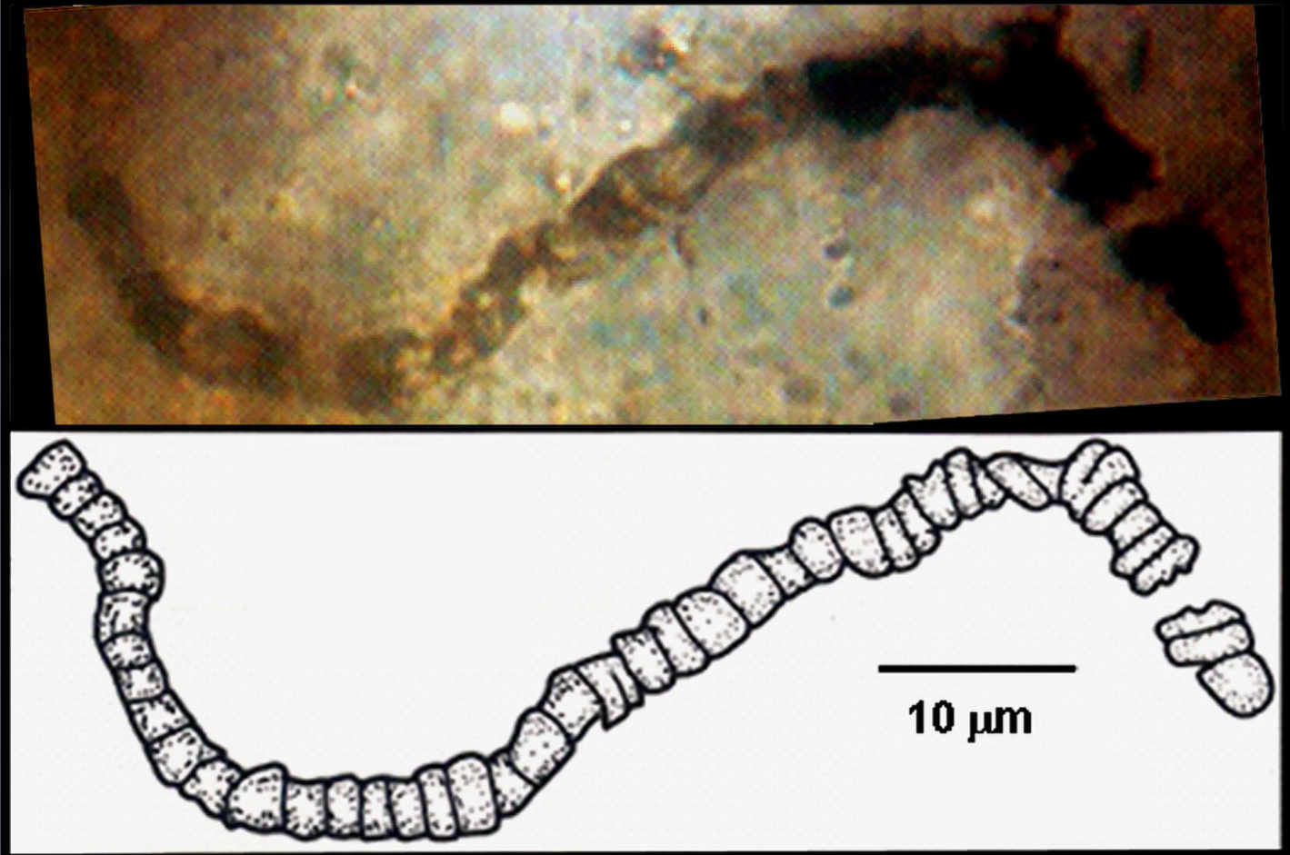 Ancient Life Found Where No One Expected