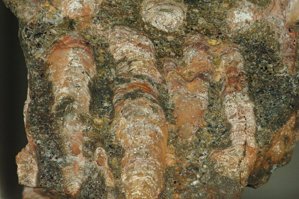 microbial fossil microscopic structures