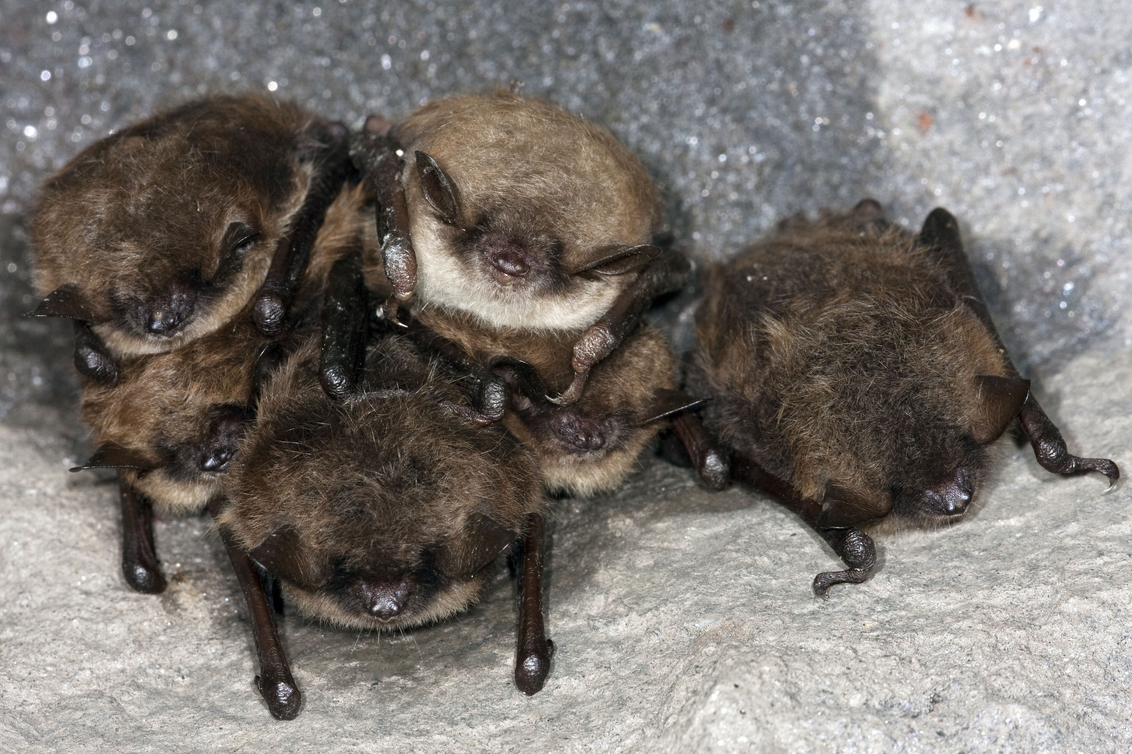 Little brown bat