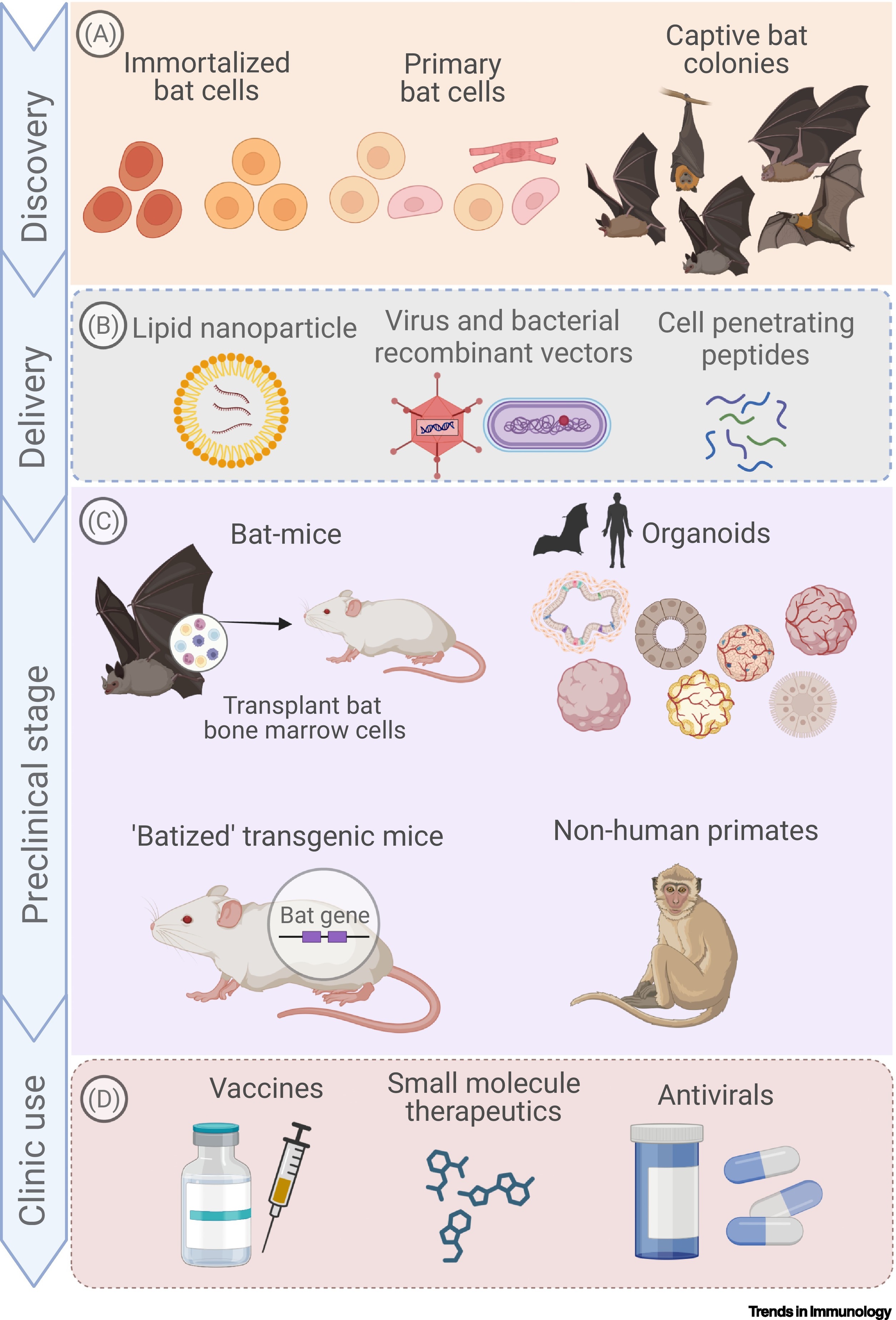 Bat immune system regulation