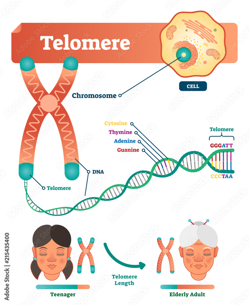 Bat telomere biology