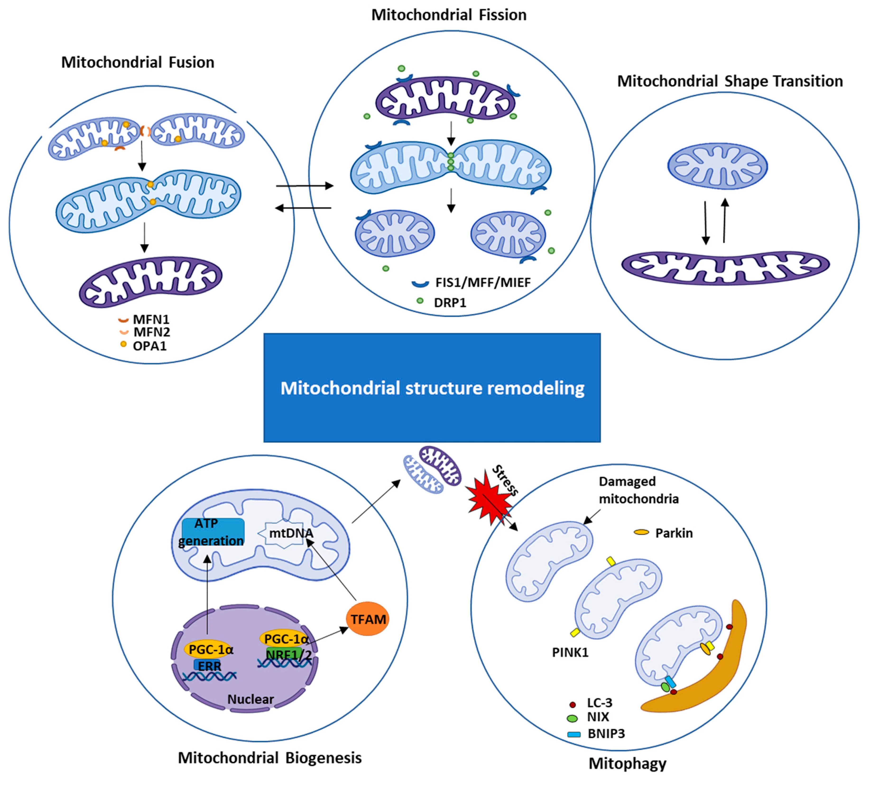 Bat mitochondrial function