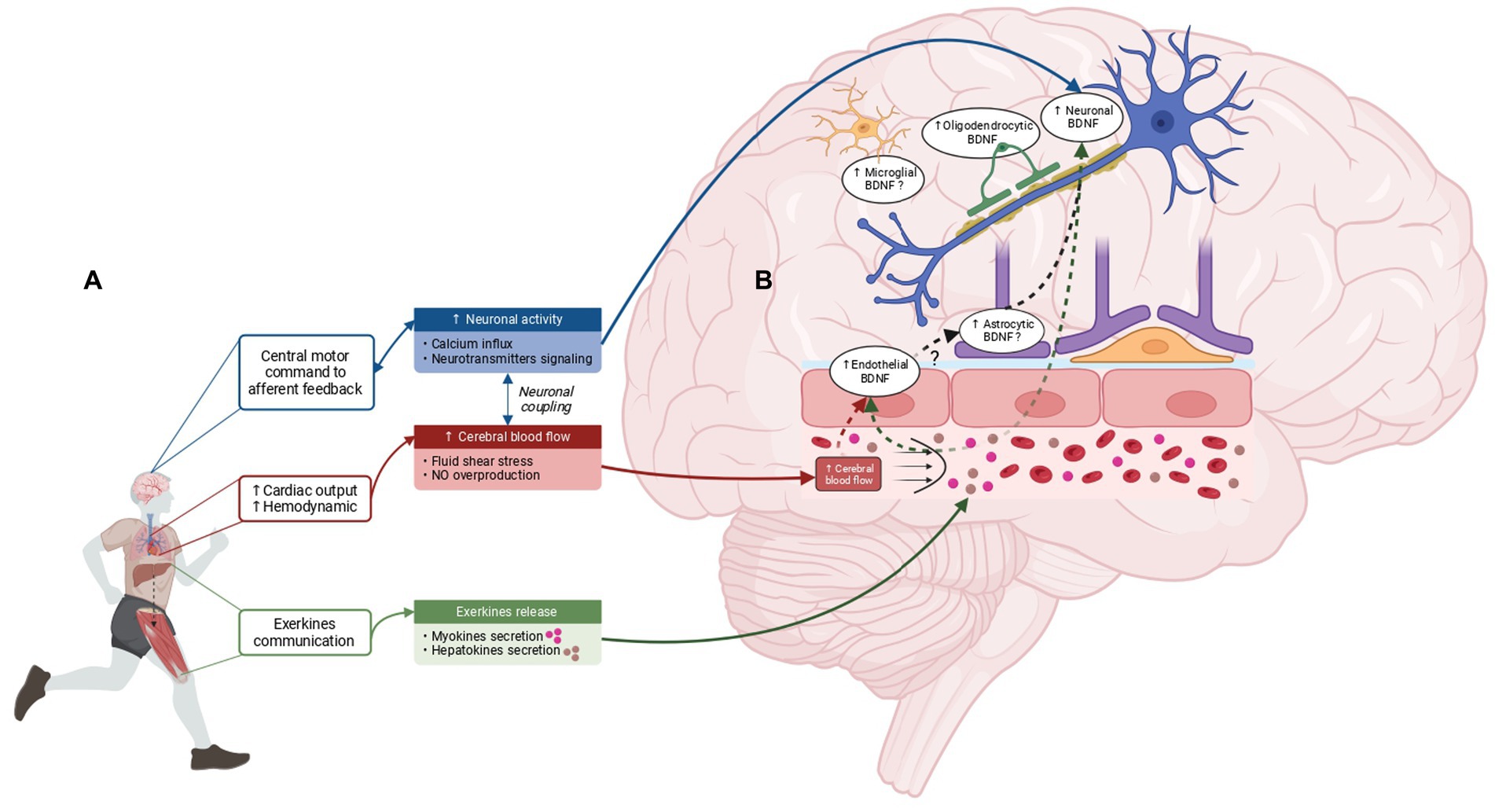 BDNF and Breaking Bad Habits: The Brain Chemical That Helps
