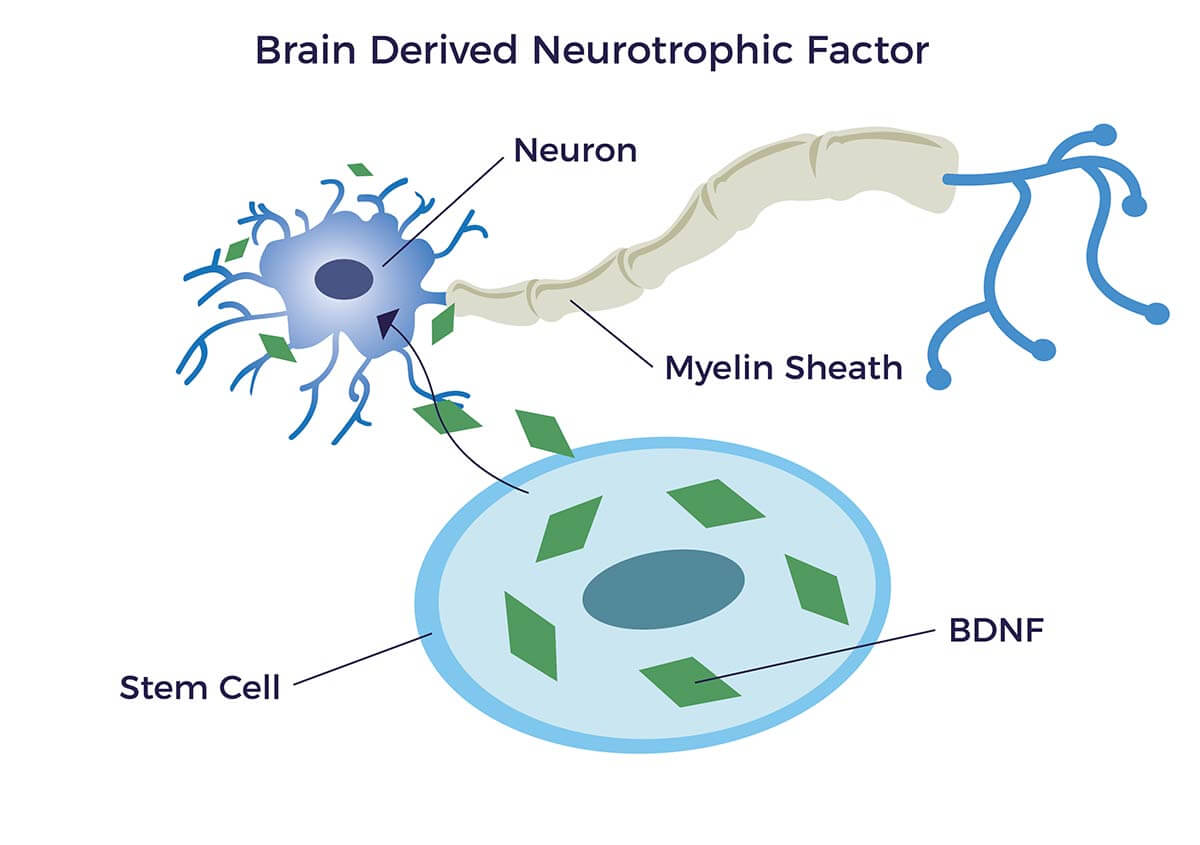 brain-derived neurotrophic factor BDNF