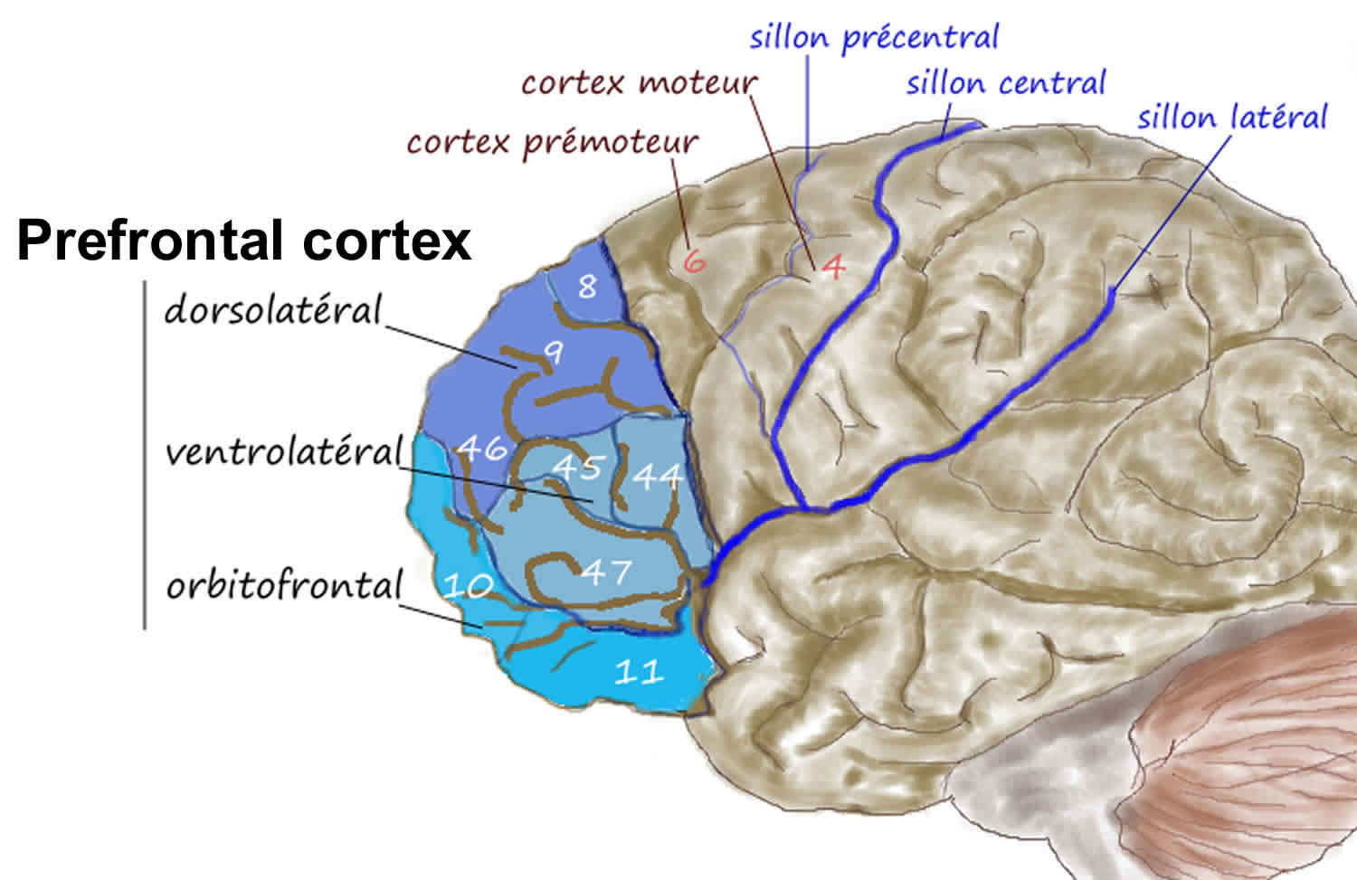 prefrontal cortex brain region