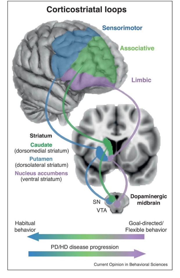 striatum habit loops