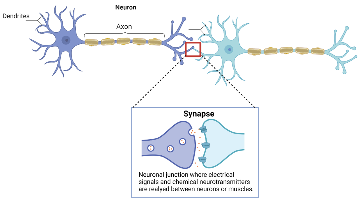 synaptic plasticity neurons