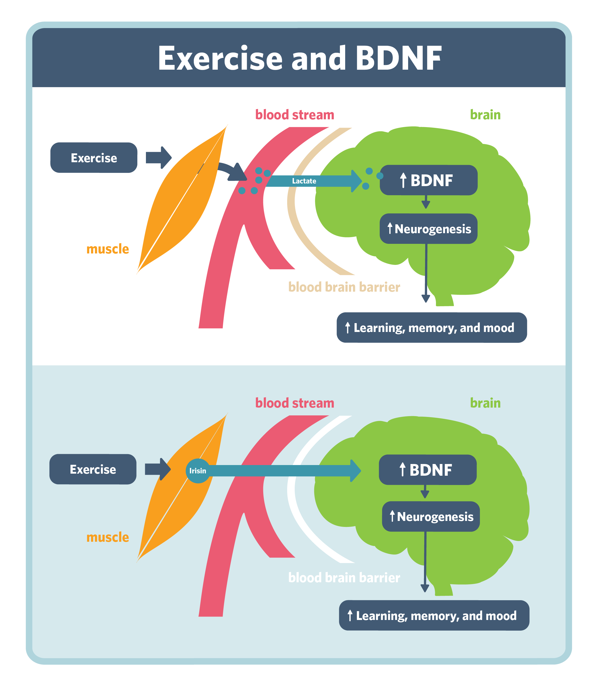 aerobic exercise BDNF boost