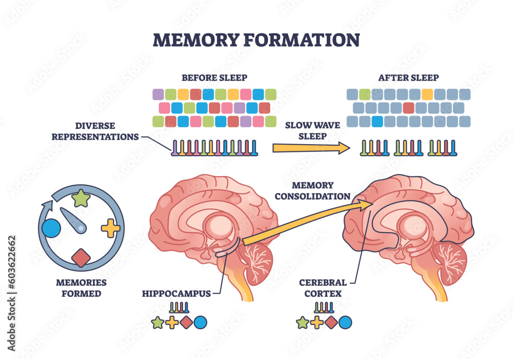 sleep brain consolidation learning