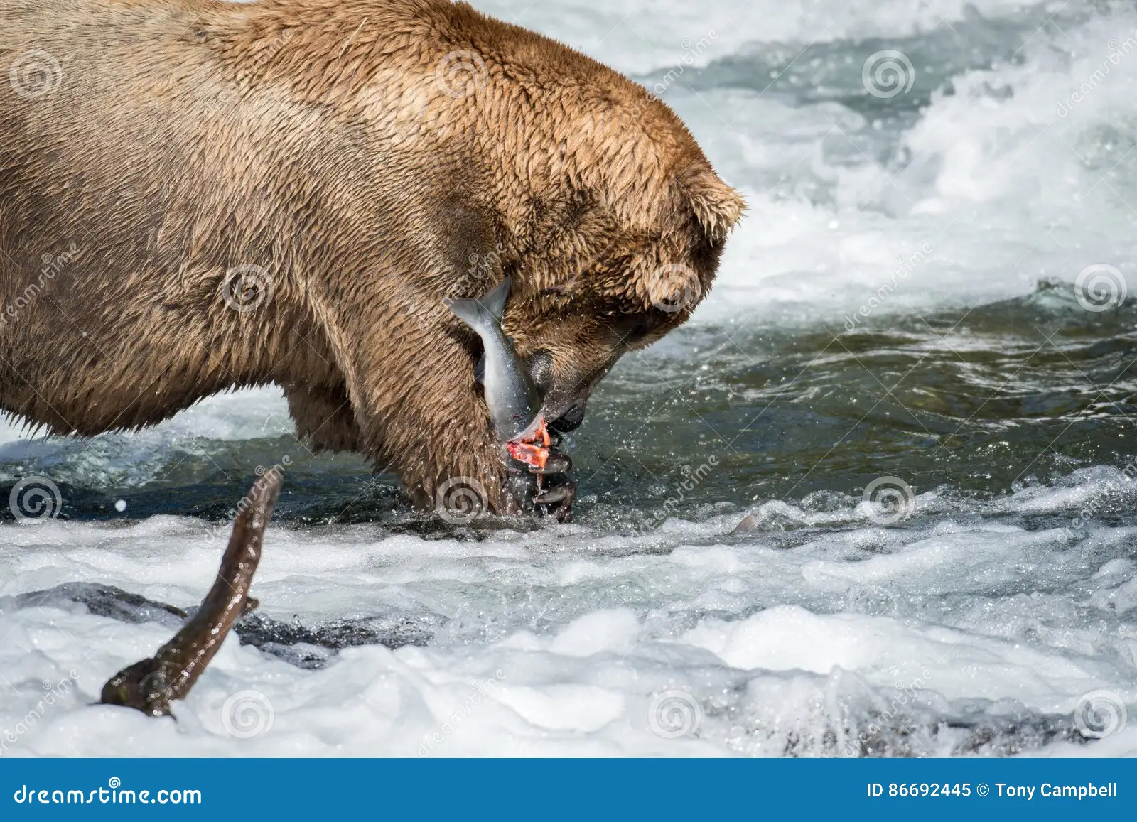Bear Chunk Devours 45 Salmon — 135,000-Calorie Feast