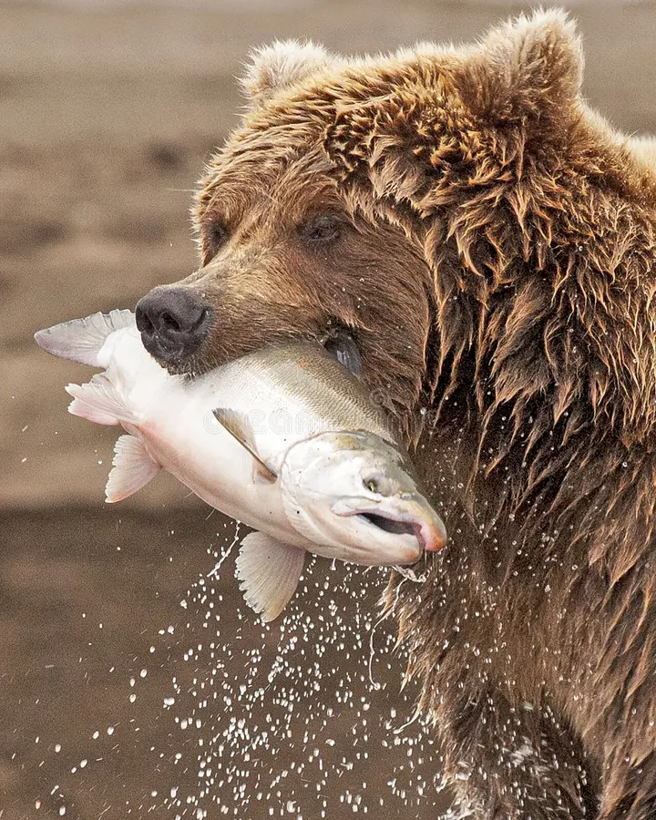 Coastal brown bear chunk salmon