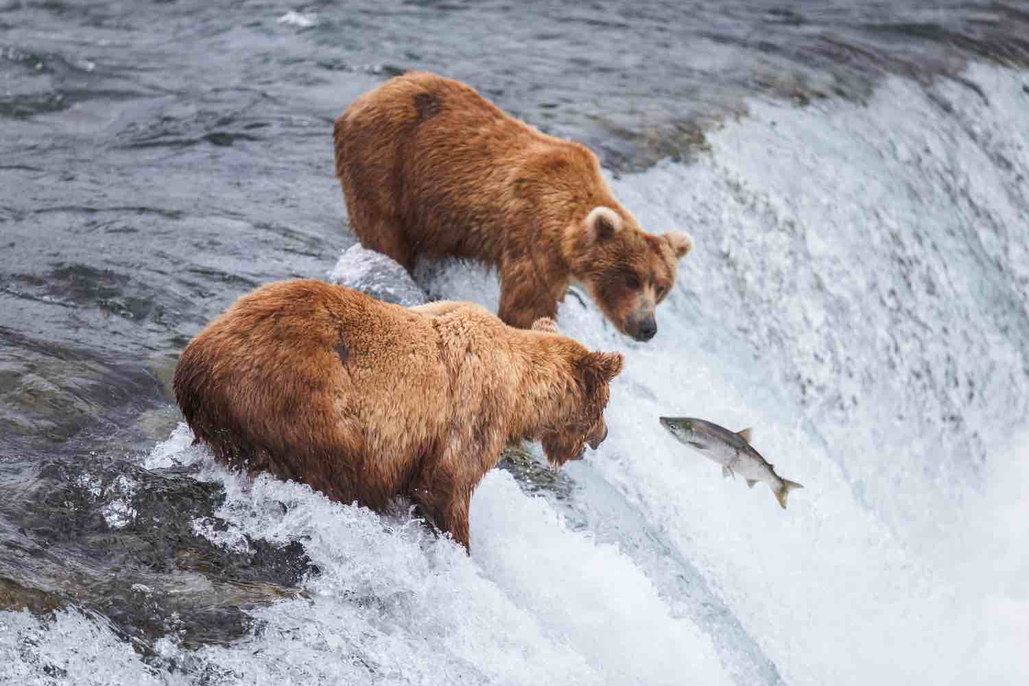 Hyperphagia bear feeding salmon