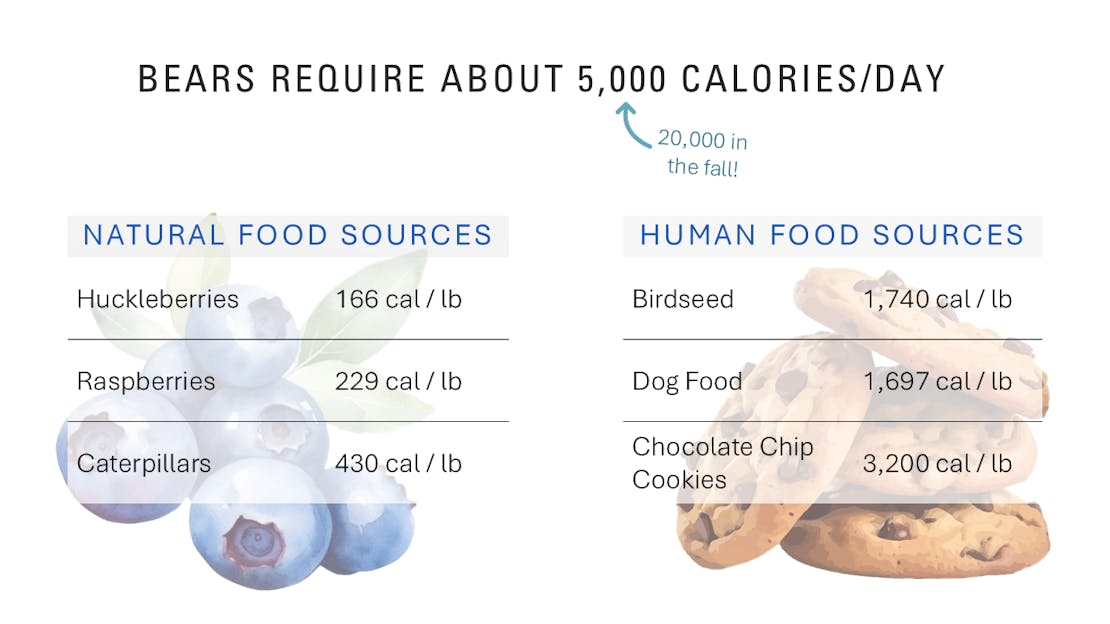 Bear energy budget calories