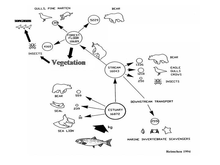 Nutrient transfer ecosystem salmon