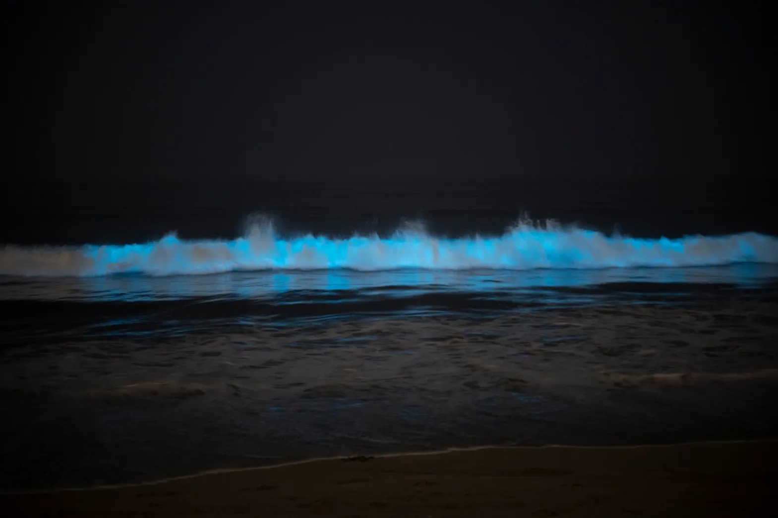 Laguna Beach bioluminescent waves