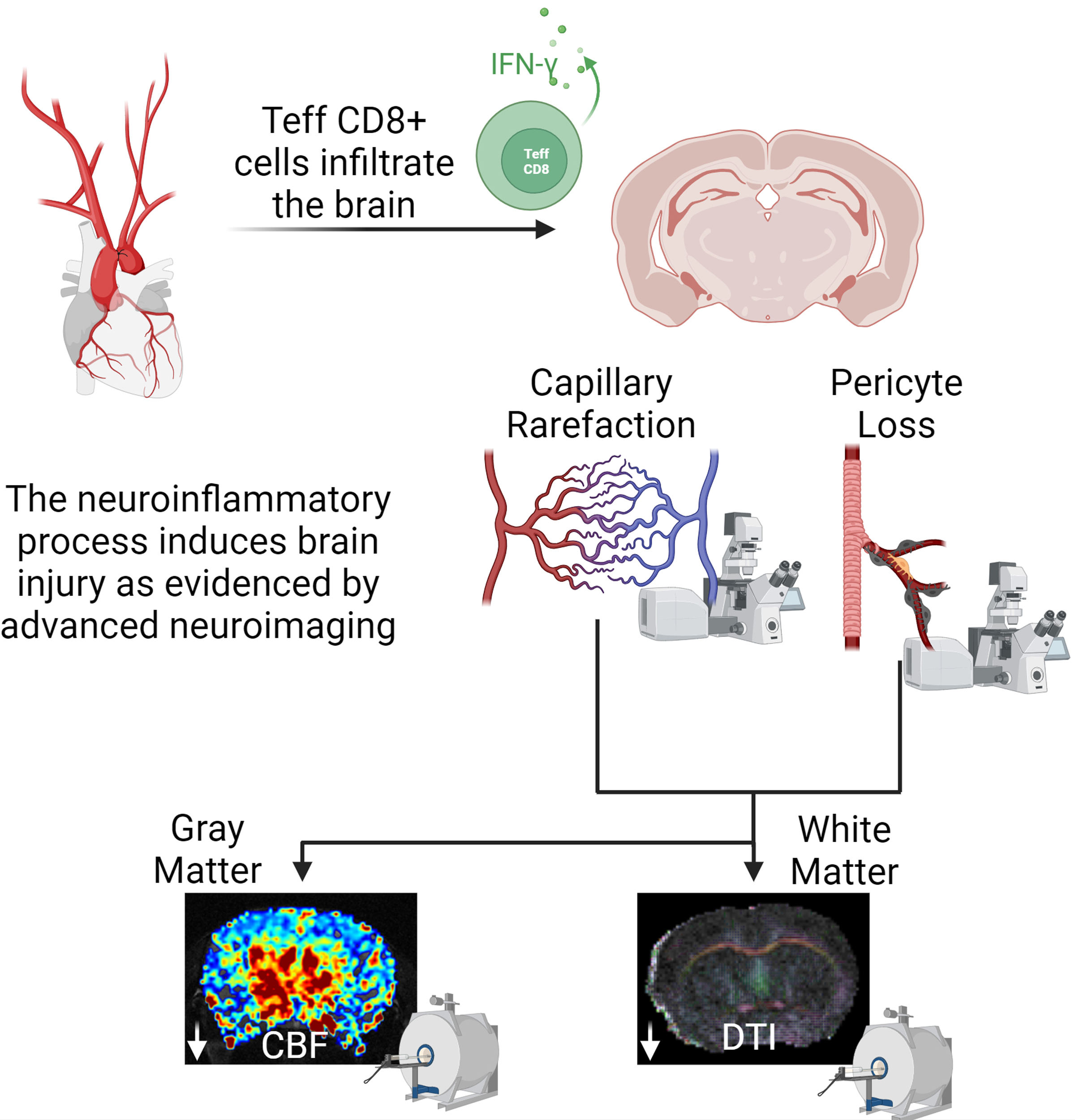 microvascular injury brain capillaries