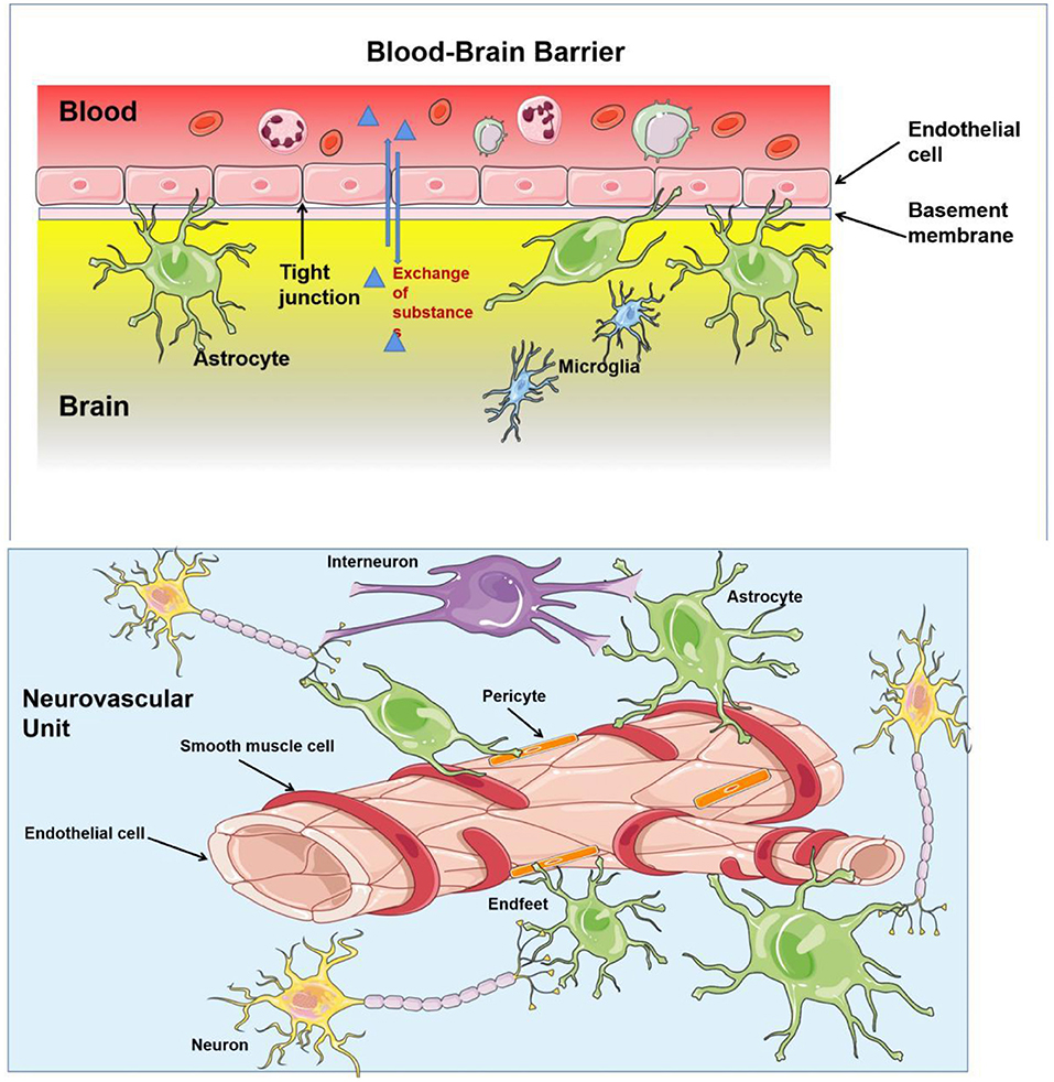 brain endothelial dysfunction