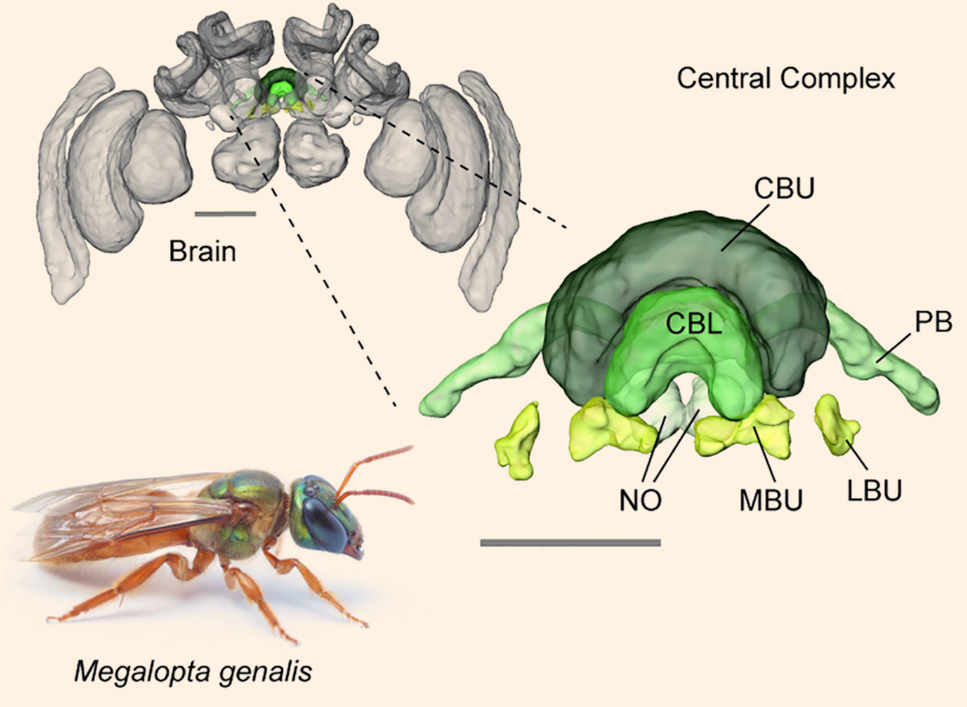 bee brain neurons microscope