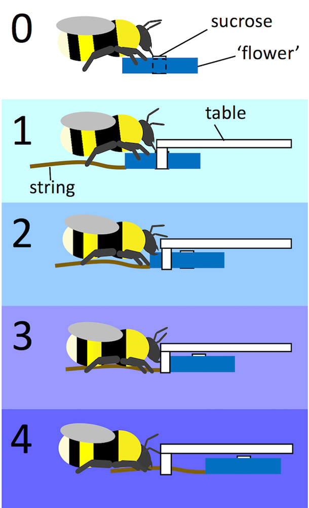 Bumblebee pulling string experiment