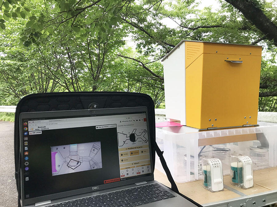 Insect cognition lab setup