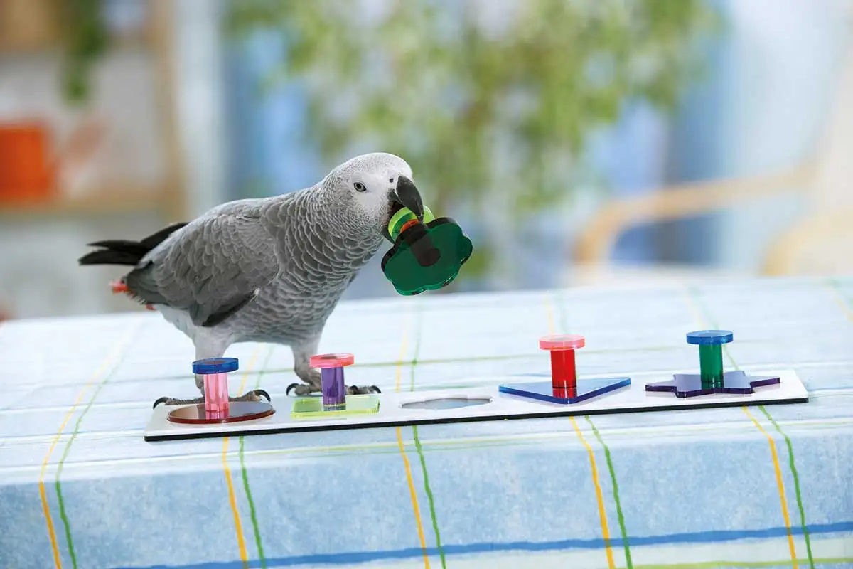 Animal intelligence test apparatus