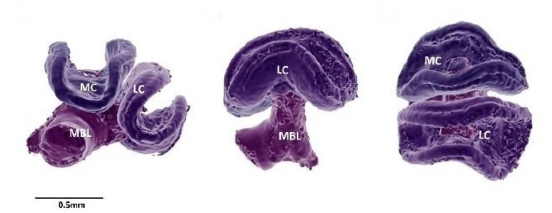 Bee brain mushroom bodies