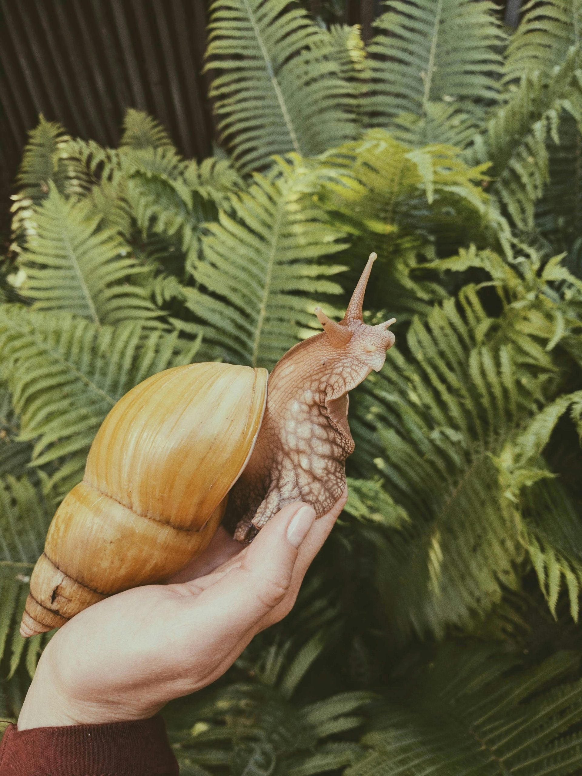 Caring for Giant Snails: Green Beans, Calcium, and High-Quality Audio