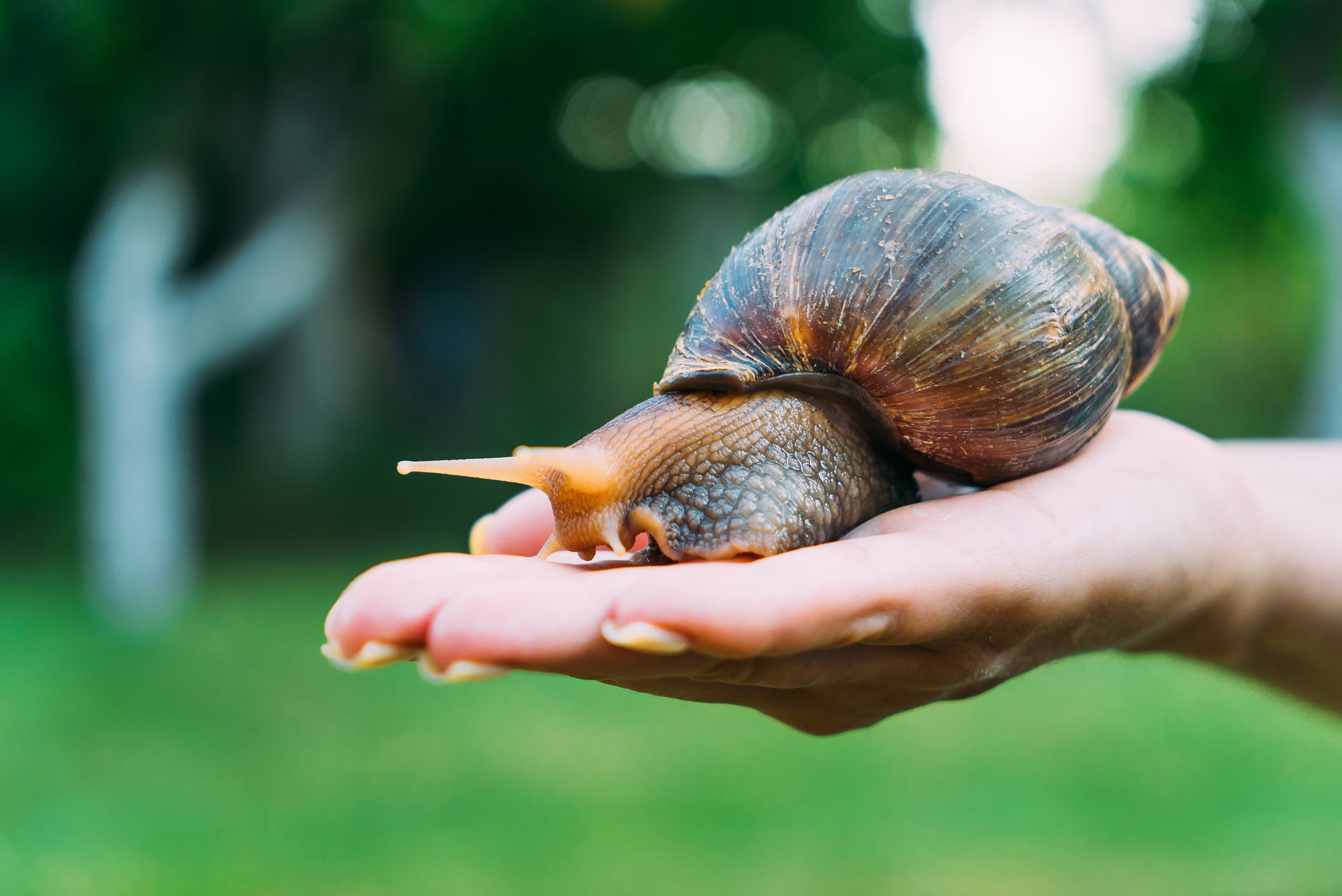 African land snail pet