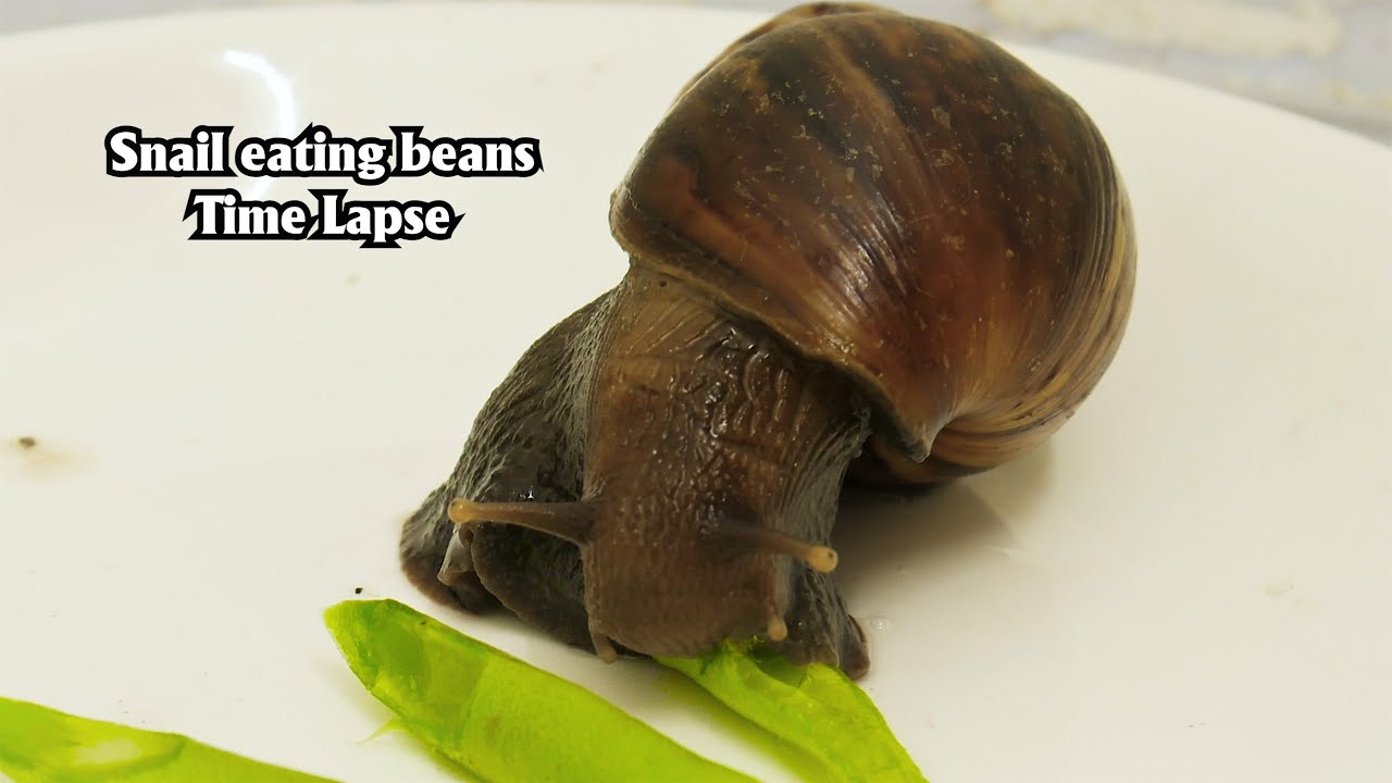 green beans for snails