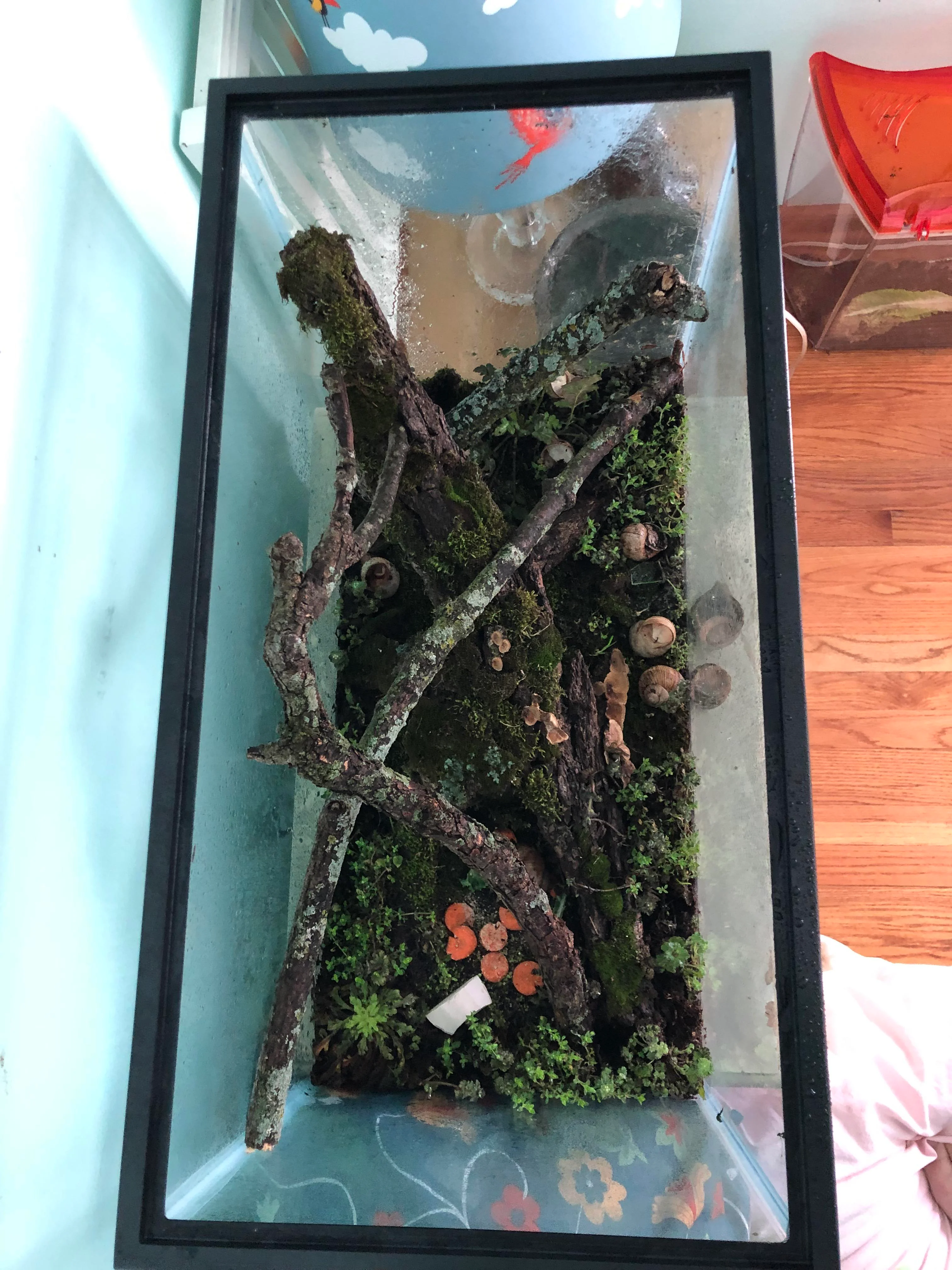 snail terrarium humidity