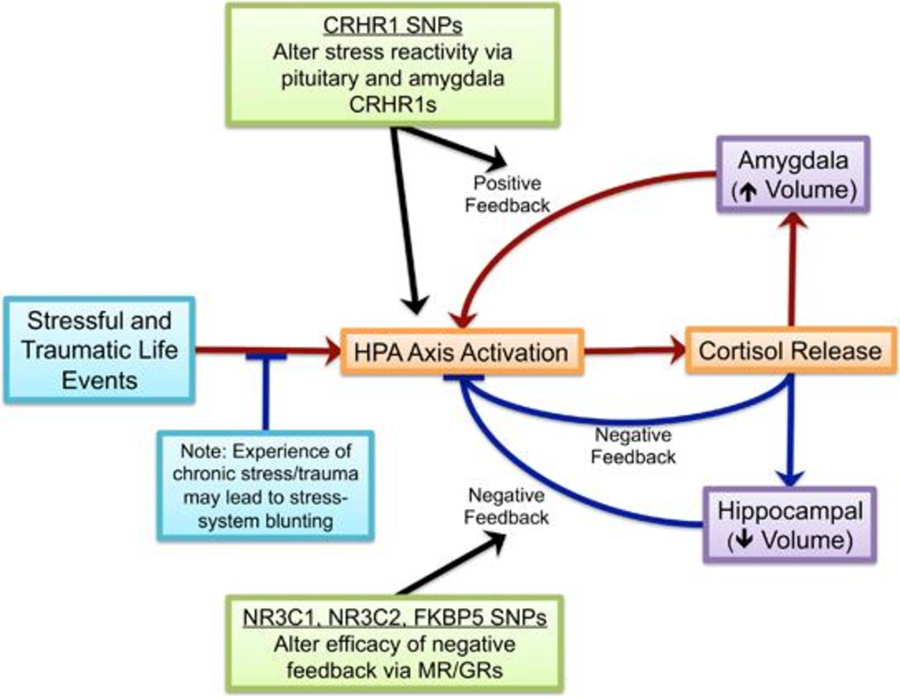 HPA axis child stress
