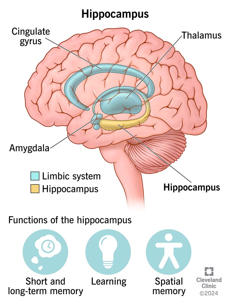 hippocampus neuroplasticity brain function