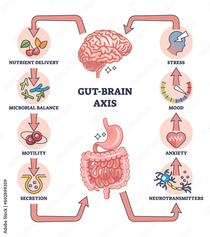 gut brain axis connection