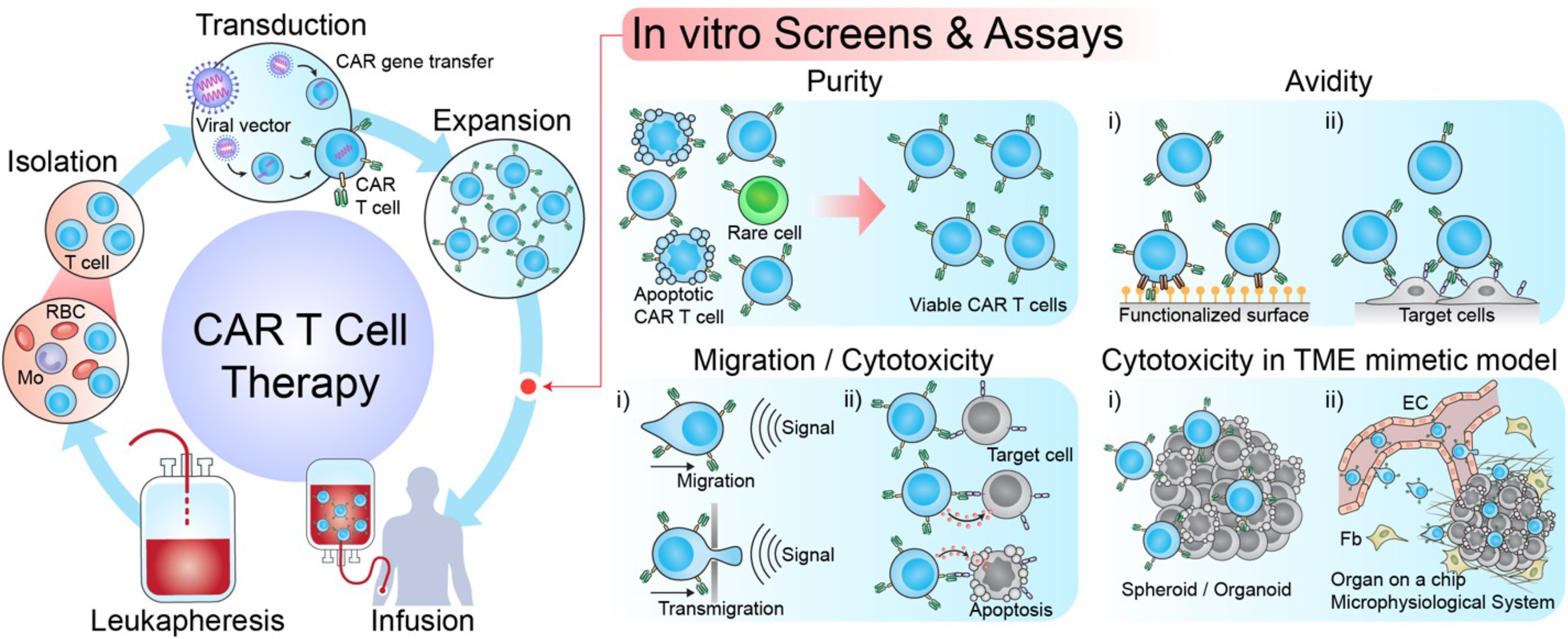 CAR-T cell therapy laboratory