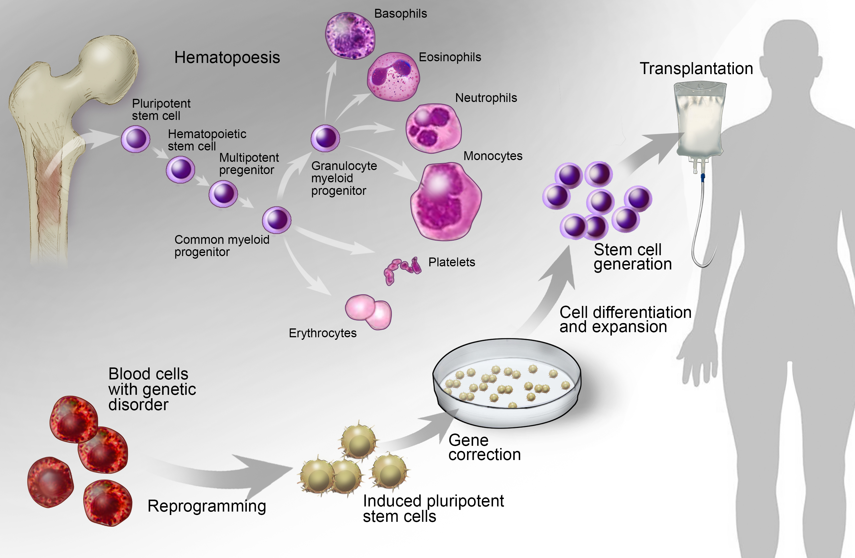 Hematopoietic stem cell culture