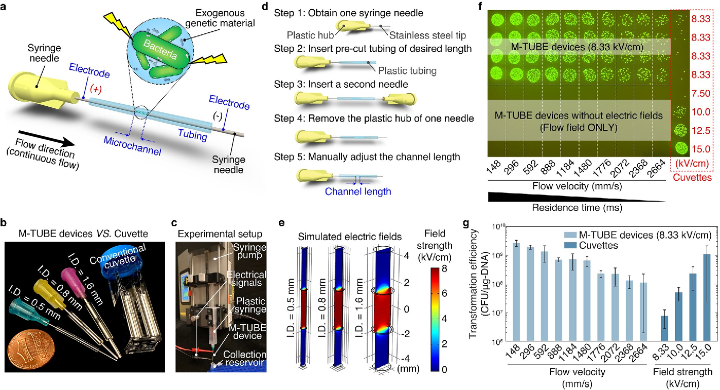 Electroporation gene delivery device