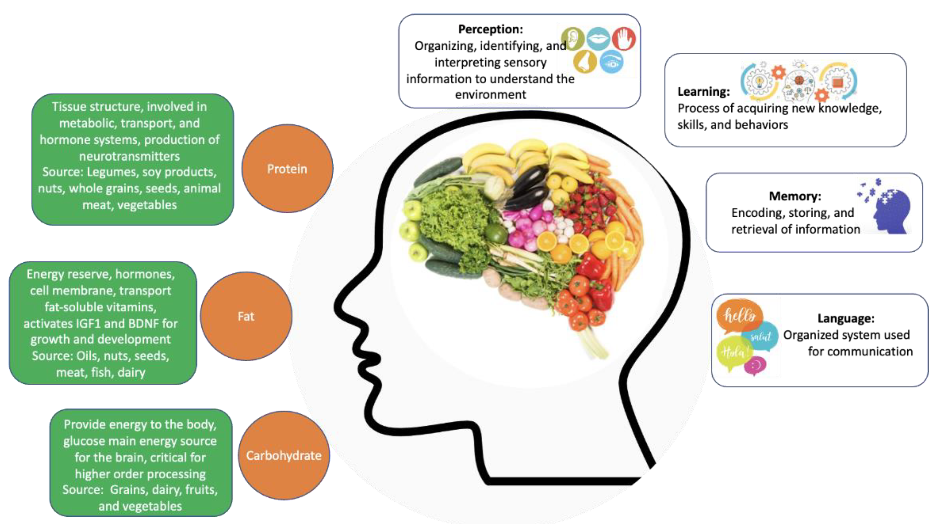 Diet That May Slow Brain Aging by 2.5 Years: What to Know