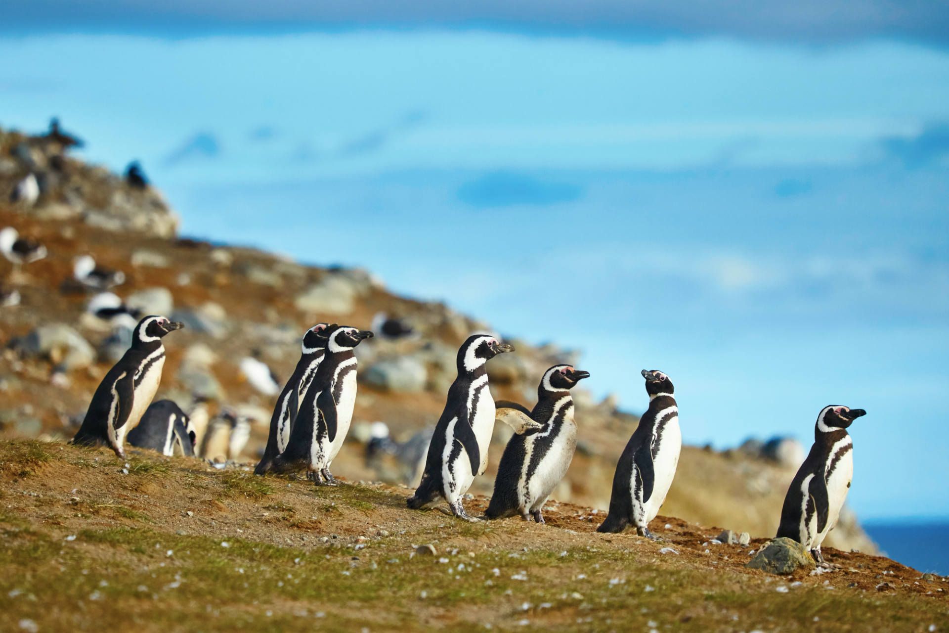 Magdalena Island penguins