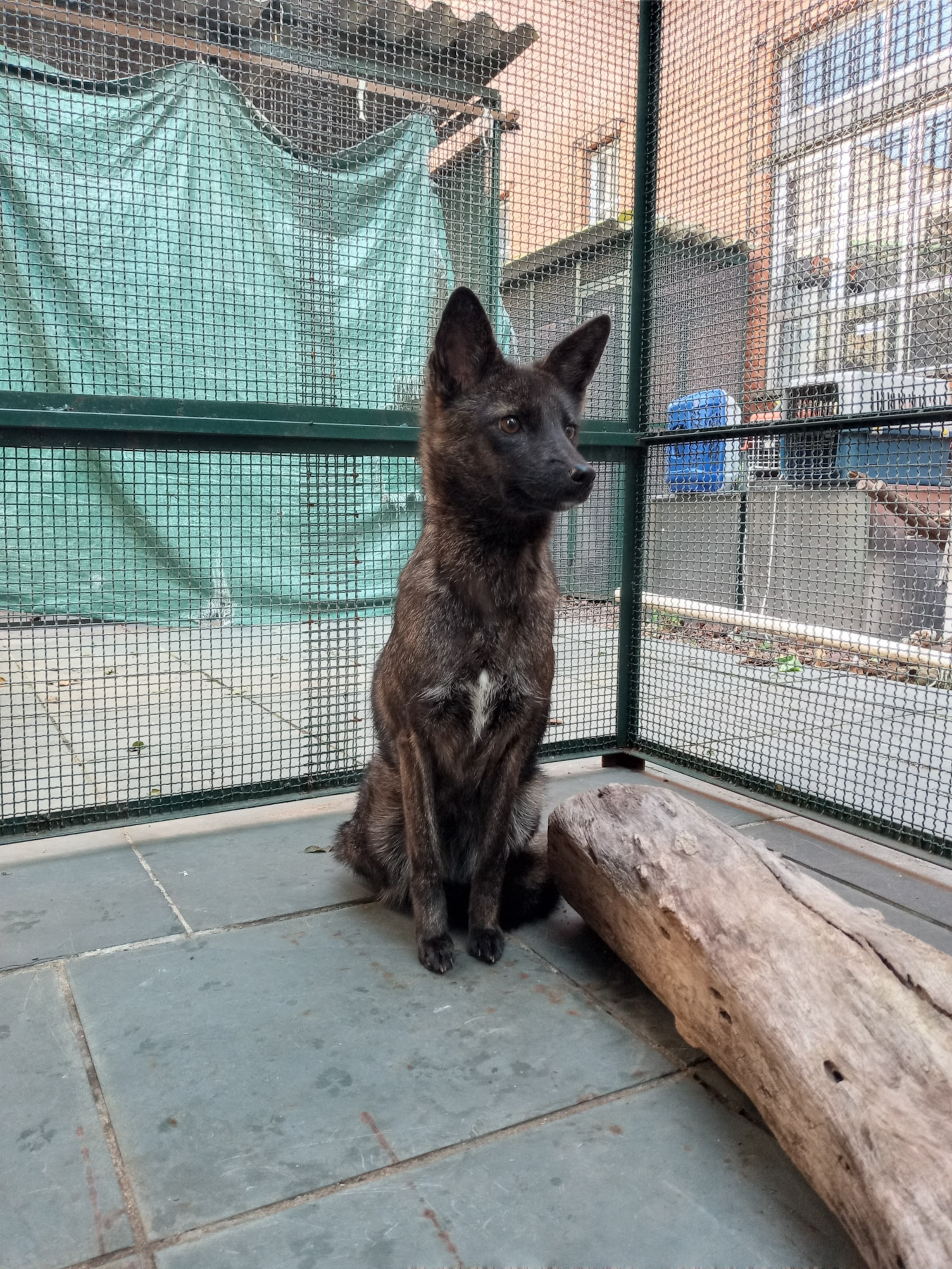 Dogxim Discovery: Dog–Pampas Fox Hybrid Found in Brazil
