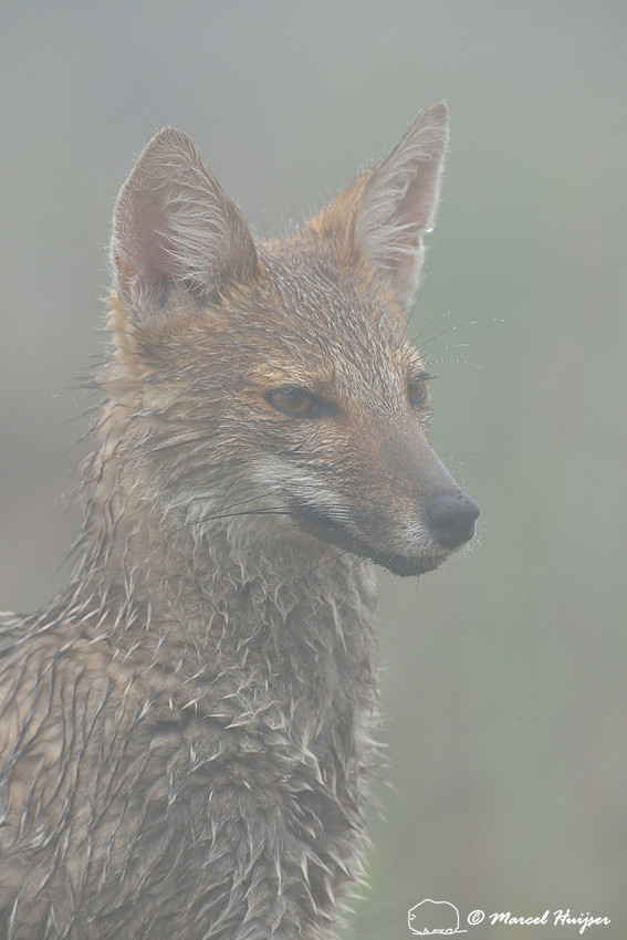 Pampas fox Lycalopex gymnocercus wildlife