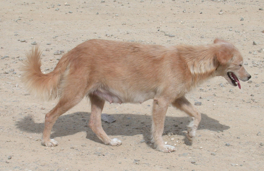Domestic dog Canis lupus familiaris