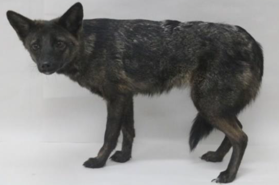 Dogxim specimen photograph Brazil