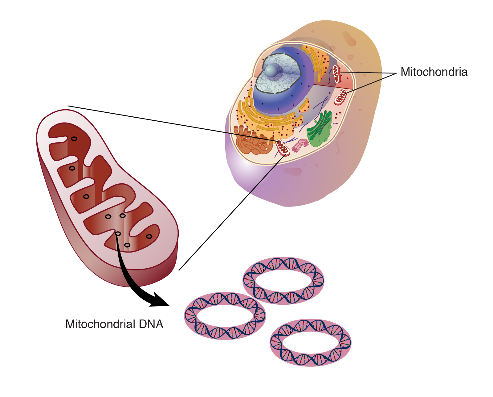 Mitochondrial DNA capture evidence