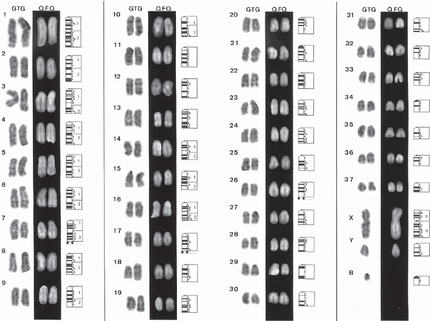 Canid chromosome karyotype comparison