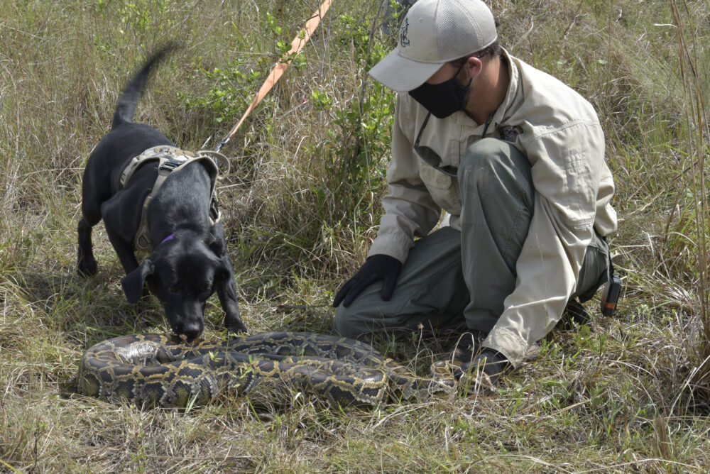 Dog wildlife interaction conservation