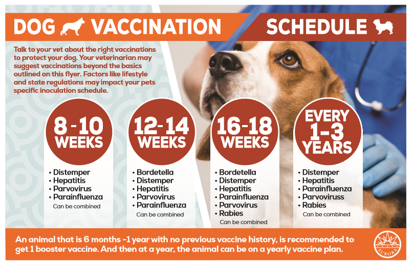 Dog vaccination campaign South America